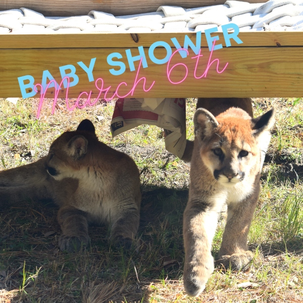 Baby cougars shower Oatland island wildlife center savannah 